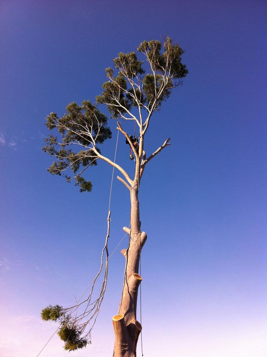 Controlled branch lowering