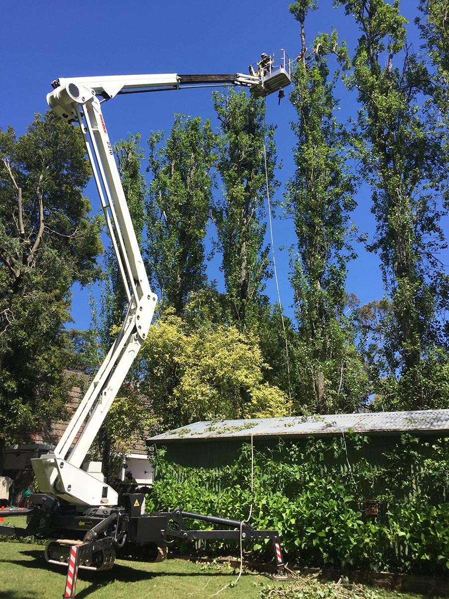 Elevated work platform beside poplars