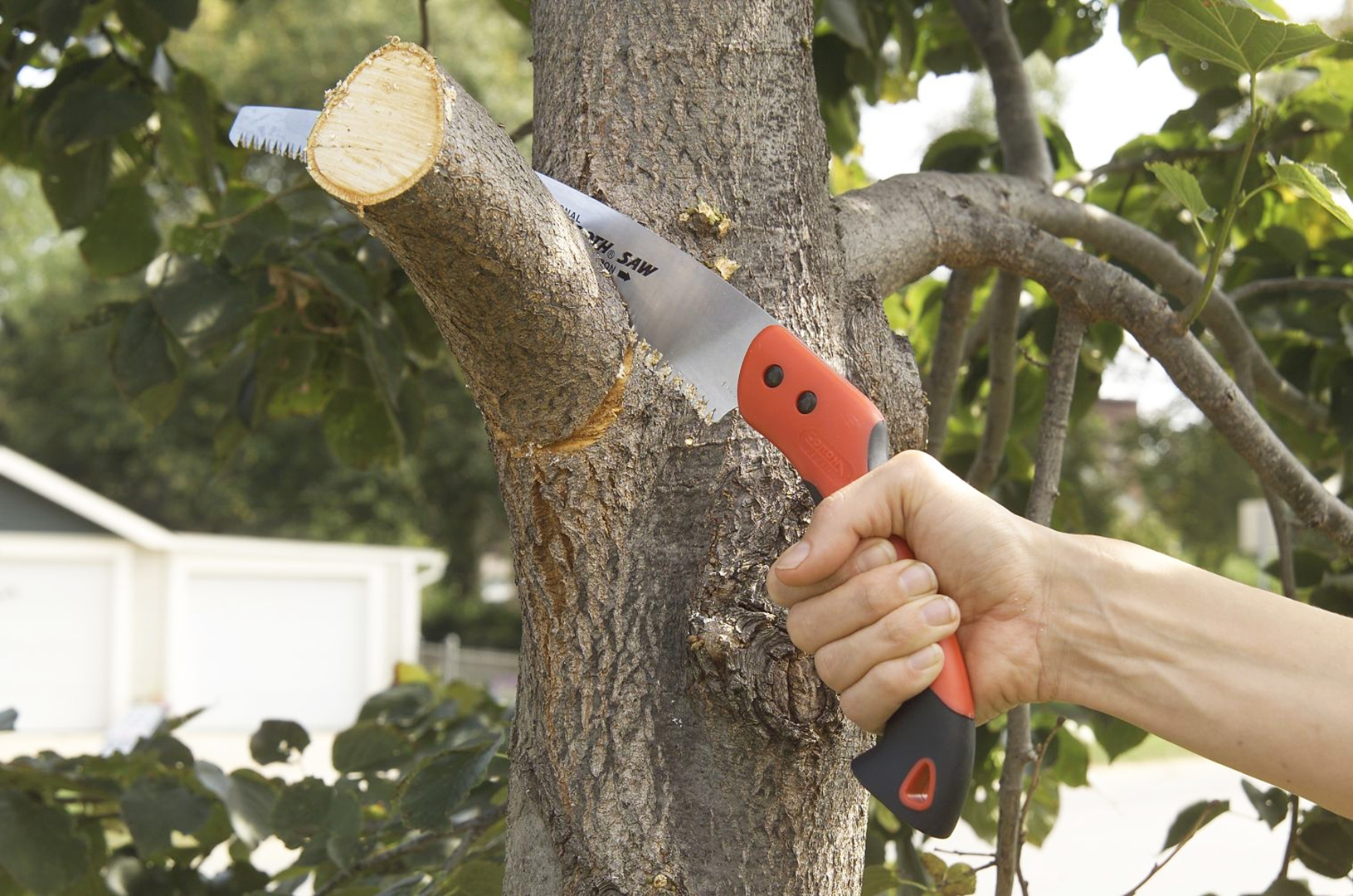 Pruning cut on a tree branch
