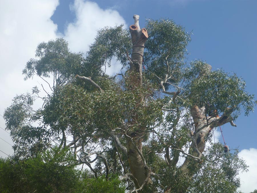 Established tree under arboricultural management